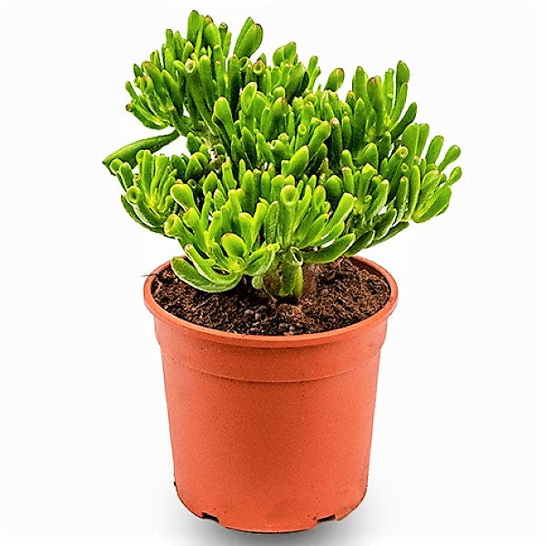 Crassula Ovata, Hobbit - www.Greenie.ae Buy online Best and Healthy Plants and quality products guarantee in Dubai Plants Shop in Dubai Abu Dhabi all over UAE Plants near me Fresh Plants in Dubai where to buy plants in UAE - Greenie.ae