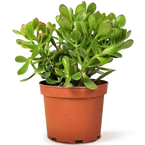 money tree dubai Money Tree, Crassula ovata, Dollar Plant, Jade Plant, Jade Tree