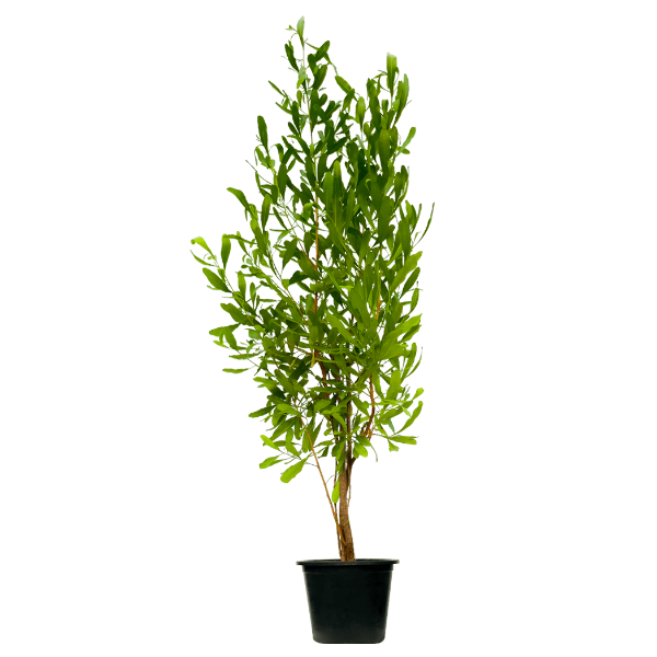 Dodonaea Viscosa, Hopbush