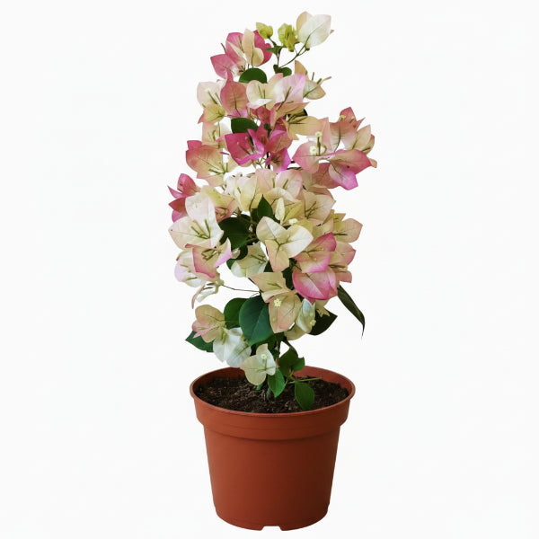 Bougainvillea Cocoice, Coconut Ice - www.Greenie.ae Buy online Best and Healthy Plants and quality products guarantee in Dubai Plants Shop in Dubai Abu Dhabi all over UAE Plants near me Fresh Plants in Dubai where to buy plants in UAE - Greenie.ae