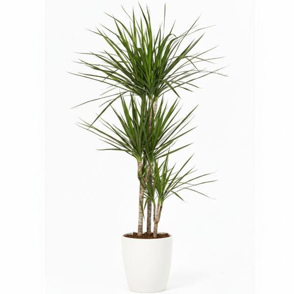 Dracaena Marginata
