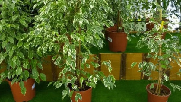 Ficus benjamina variegata, Variegated Weeping Fig - www.Greenie.ae Buy online Best and Healthy Plants and quality products guarantee in Dubai Plants Shop in Dubai Abu Dhabi all over UAE Plants near me Fresh Plants in Dubai where to buy plants in UAE - Greenie.ae