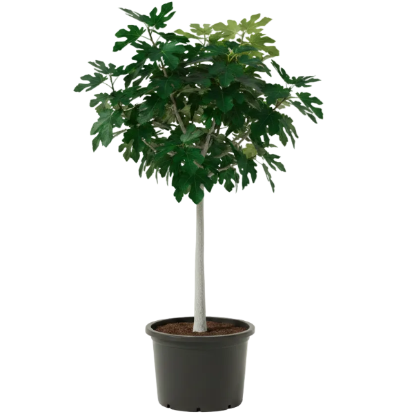 Fig Tree, Ficus Carica