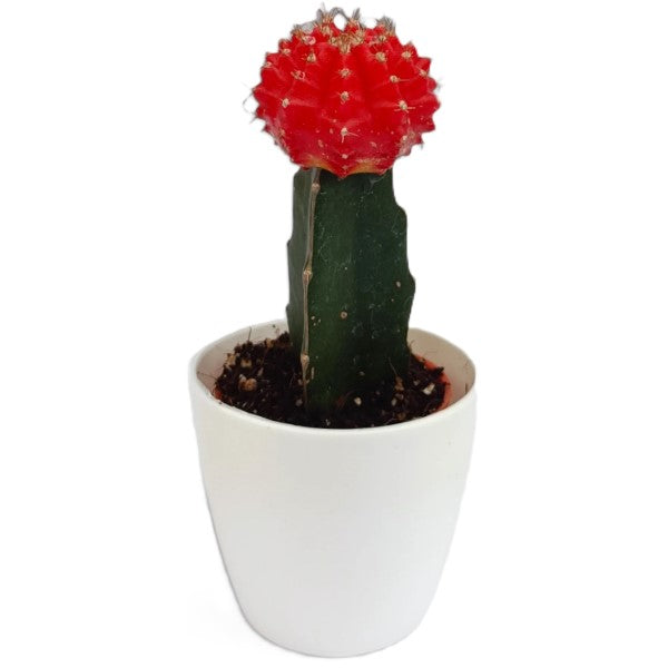 Gymnocalycium small 10-15cm