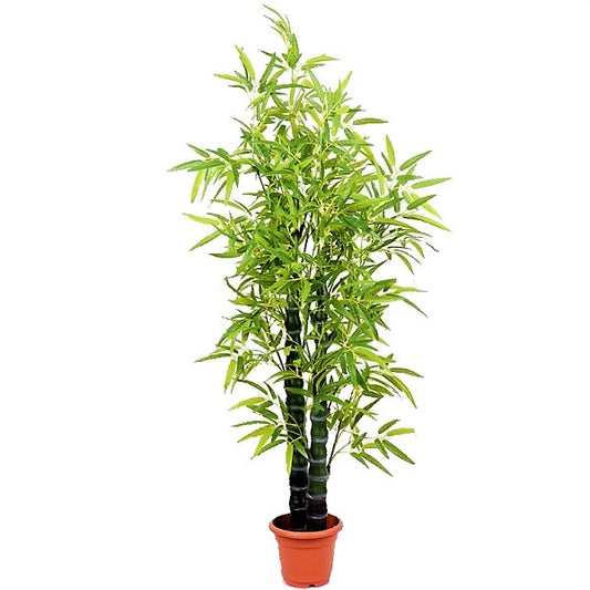 Bambusa Ventricosa, Buddha’s Belly Bamboo - www.Greenie.ae Buy online Best and Healthy Plants and quality products guarantee in Dubai Plants Shop in Dubai Abu Dhabi all over UAE Plants near me Fresh Plants in Dubai where to buy plants in UAE - Greenie.ae