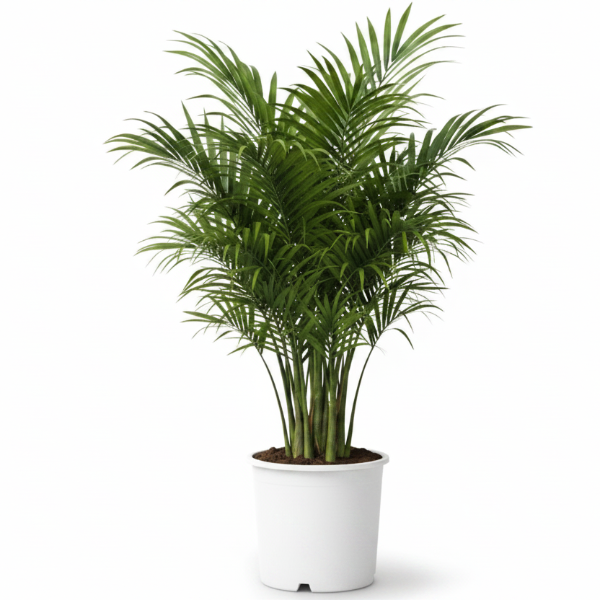 Kentia Palm, Thatch Palm, Howea forsteriana