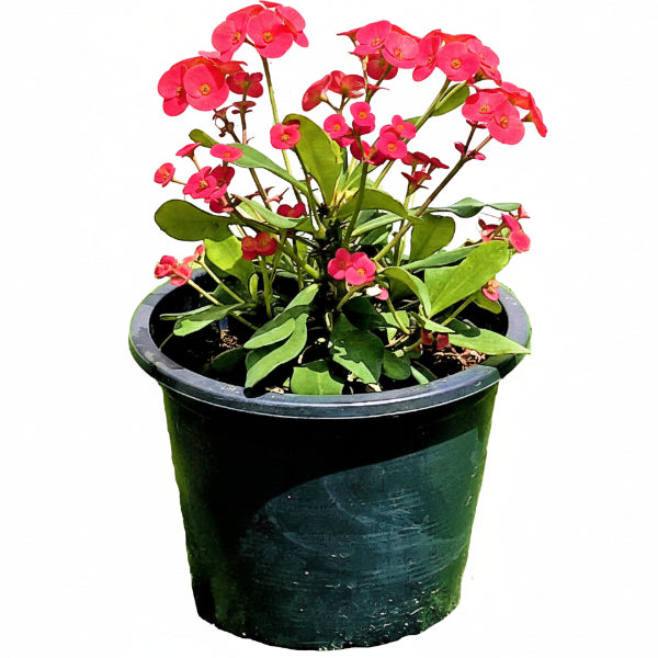 Euphorbia Milii, Crown Of Thorns - www.Greenie.ae Buy online Best and Healthy Plants and quality products guarantee in Dubai Plants Shop in Dubai Abu Dhabi all over UAE Plants near me Fresh Plants in Dubai where to buy plants in UAE - Greenie.ae