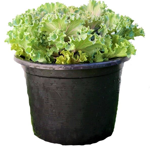 Ornamental Kale, Brassica Oleracea - www.Greenie.ae Buy online Best and Healthy Plants and quality products guarantee in Dubai Plants Shop in Dubai Abu Dhabi all over UAE Plants near me Fresh Plants in Dubai where to buy plants in UAE - Greenie.ae