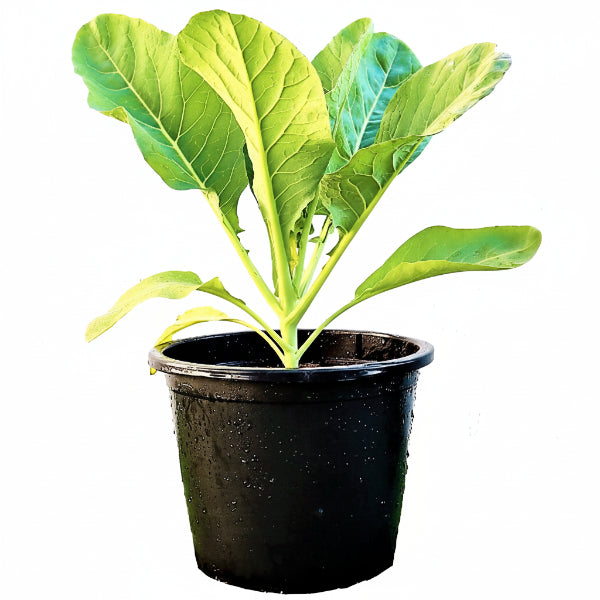 Cauliflower Vegetable Plant - www.Greenie.ae Buy online Best and Healthy Plants and quality products guarantee in Dubai Plants Shop in Dubai Abu Dhabi all over UAE Plants near me Fresh Plants in Dubai where to buy plants in UAE - Greenie.ae