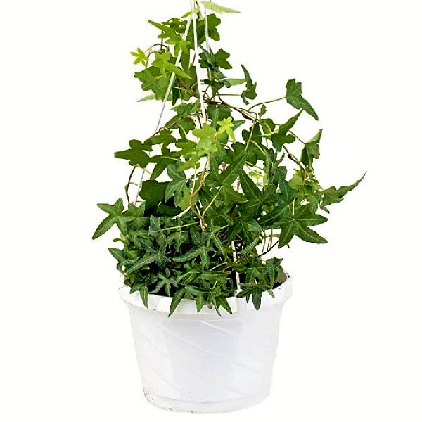 Hedera helix, English Ivy - www.Greenie.ae Buy online Best and Healthy Plants and quality products guarantee in Dubai Plants Shop in Dubai Abu Dhabi all over UAE Plants near me Fresh Plants in Dubai where to buy plants in UAE - Greenie.ae