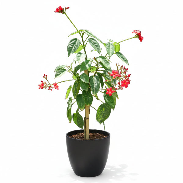 Jatropha Integerrima, Peregrine, Spicy Jatropha