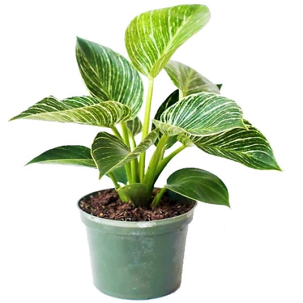 philodendron dubai Philodendron Birkin