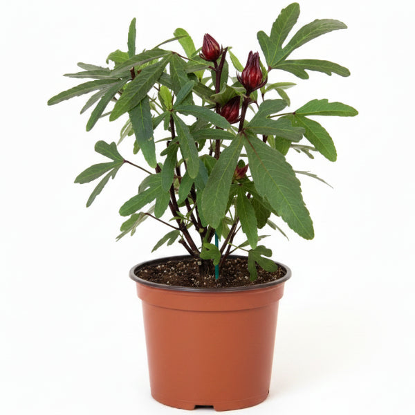 Hibiscus Sabdariffa, Roselle, Karkade - www.Greenie.ae Buy online Best and Healthy Plants and quality products guarantee in Dubai Plants Shop in Dubai Abu Dhabi all over UAE Plants near me Fresh Plants in Dubai where to buy plants in UAE - Greenie.ae