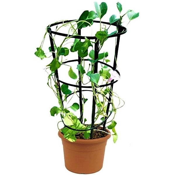 Ipomoea Pes-Caprae, Railroad Vine or Railway Creeper