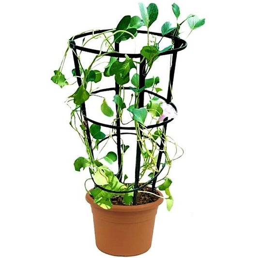 Ipomoea Pes-Caprae, Railroad Vine or Railway Creeper