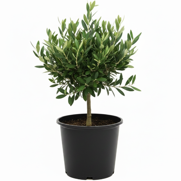 Olive Dwarf Indoor - Olive Bonsai - Greenie.ae Dubai UAE Delivery Online Shop