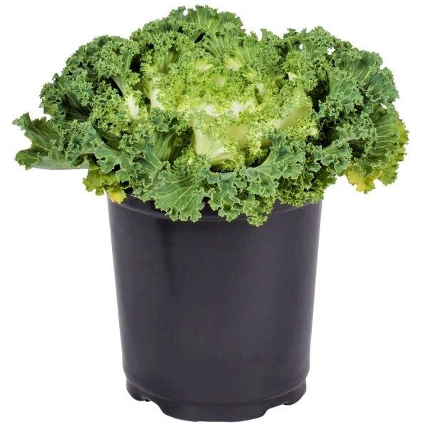 Ornamental Kale, Brassica Oleracea - www.Greenie.ae Buy online Best and Healthy Plants and quality products guarantee in Dubai Plants Shop in Dubai Abu Dhabi all over UAE Plants near me Fresh Plants in Dubai where to buy plants in UAE - Greenie.ae