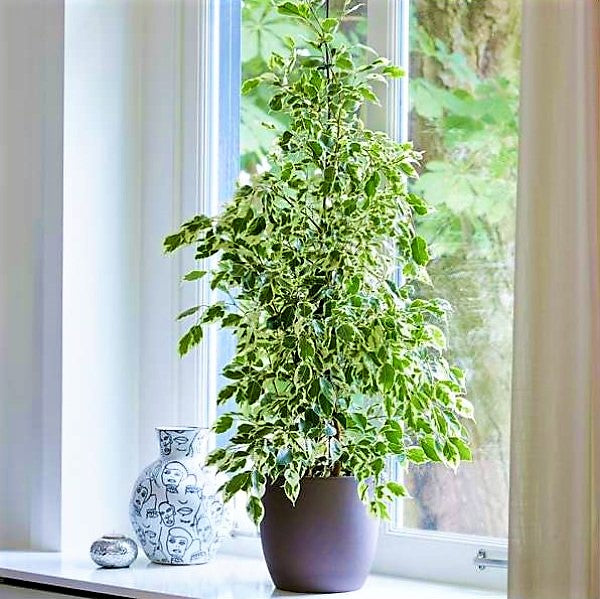 Ficus benjamina variegata, Variegated Weeping Fig - www.Greenie.ae Buy online Best and Healthy Plants and quality products guarantee in Dubai Plants Shop in Dubai Abu Dhabi all over UAE Plants near me Fresh Plants in Dubai where to buy plants in UAE - Greenie.ae