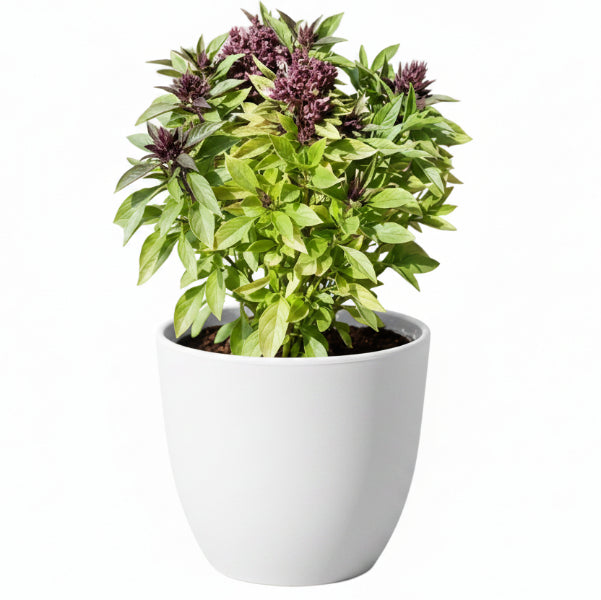 Rehan Herb, Persian Basil, Ocimum Basilicum - www.Greenie.ae Buy online Best and Healthy Plants and quality products guarantee in Dubai Plants Shop in Dubai Abu Dhabi all over UAE Plants near me Fresh Plants in Dubai where to buy plants in UAE - Greenie.ae