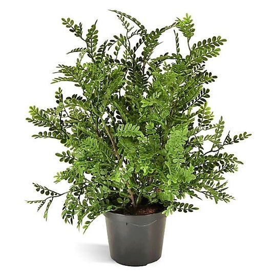 Zanthoxylum Odorum, Lemon Pepper Plant - www.Greenie.ae Buy online Best and Healthy Plants and quality products guarantee in Dubai Plants Shop in Dubai Abu Dhabi all over UAE Plants near me Fresh Plants in Dubai where to buy plants in UAE - Greenie.ae
