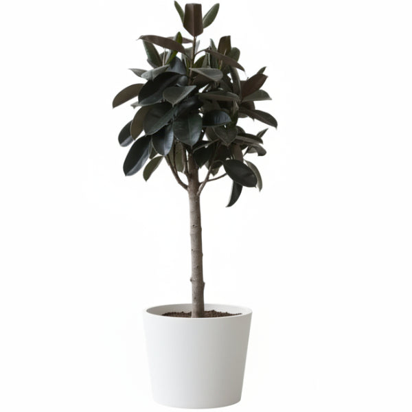 Ficus elastic Tree, Rubber Plant Tree