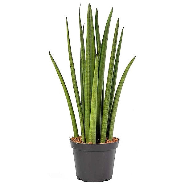Sansevieria Cylindrica Skyline, Sansevieria Desertii - www.Greenie.ae Buy online Best and Healthy Plants and quality products guarantee in Dubai Plants Shop in Dubai Abu Dhabi all over UAE Plants near me Fresh Plants in Dubai where to buy plants in UAE - Greenie.ae