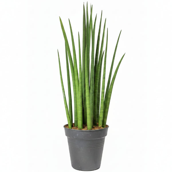 sansevieria desertii Sansevieria Cylindrica Skyline, Sansevieria Desertii
