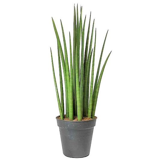 Sansevieria Cylindrica Skyline, Sansevieria Desertii - www.Greenie.ae Buy online Best and Healthy Plants and quality products guarantee in Dubai Plants Shop in Dubai Abu Dhabi all over UAE Plants near me Fresh Plants in Dubai where to buy plants in UAE - Greenie.ae