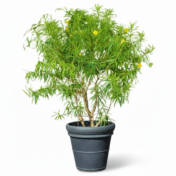 Thevetia Peruviana, Cascabela Thevetia - www.Greenie.ae Buy online Best and Healthy Plants and quality products guarantee in Dubai Plants Shop in Dubai Abu Dhabi all over UAE Plants near me Fresh Plants in Dubai where to buy plants in UAE - Greenie.ae