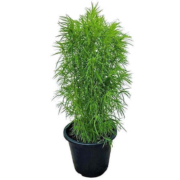 Summer Cypress, Kochia - www.Greenie.ae Buy online Best and Healthy Plants and quality products guarantee in Dubai Plants Shop in Dubai Abu Dhabi all over UAE Plants near me Fresh Plants in Dubai where to buy plants in UAE - Greenie.ae