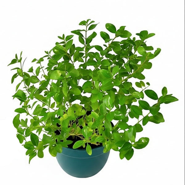 Clerodendrum inerme, Wild Jasmine