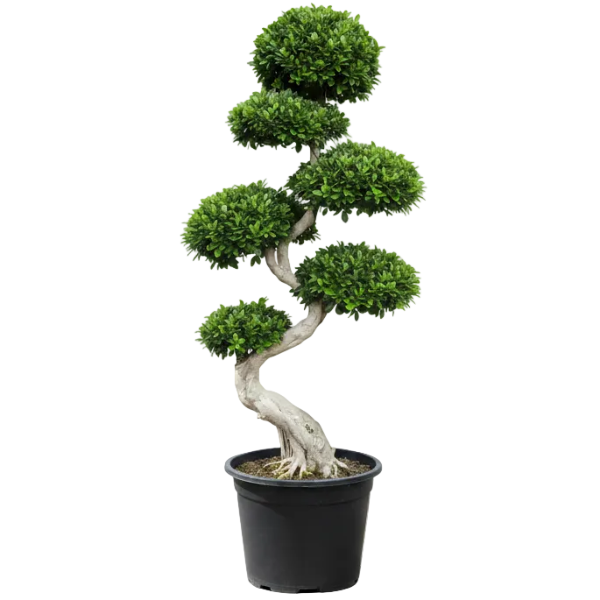 Ficus S Bonsai - Greenie.ae Dubai UAE Delivery Online Shop