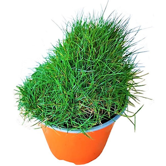 Zoysia Japonica, Korean Lawn Grass - www.Greenie.ae Buy online Best and Healthy Plants and quality products guarantee in Dubai Plants Shop in Dubai Abu Dhabi all over UAE Plants near me Fresh Plants in Dubai where to buy plants in UAE - Greenie.ae