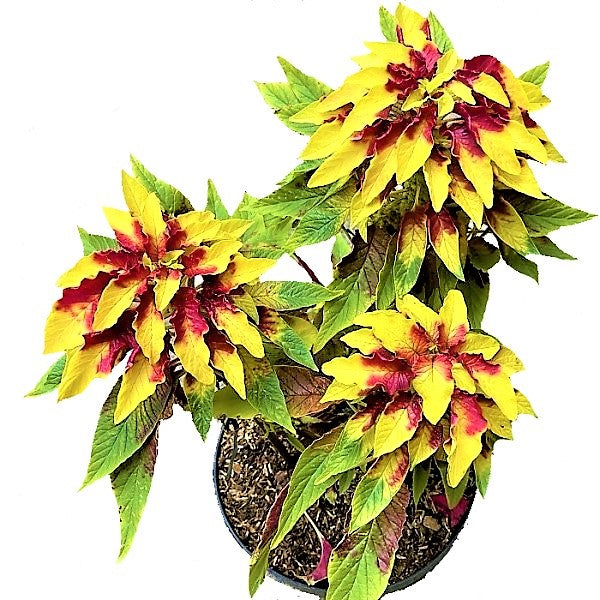 Amaranthus Tricolor - www.Greenie.ae Buy online Best and Healthy Plants and quality products guarantee in Dubai Plants Shop in Dubai Abu Dhabi all over UAE Plants near me Fresh Plants in Dubai where to buy plants in UAE - Greenie.ae