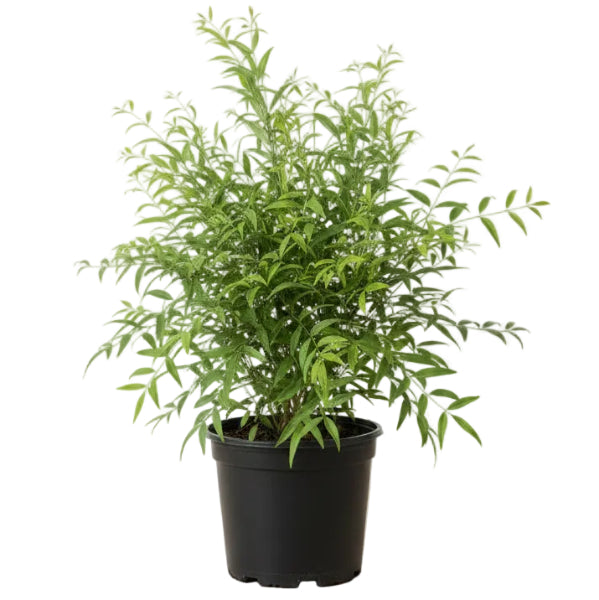 Miswak Plant, Salvadora persica, Toothbrush Tree - www.Greenie.ae Buy online Best and Healthy Plants and quality products guarantee in Dubai Plants Shop in Dubai Abu Dhabi all over UAE Plants near me Fresh Plants in Dubai where to buy plants in UAE - Greenie.ae
