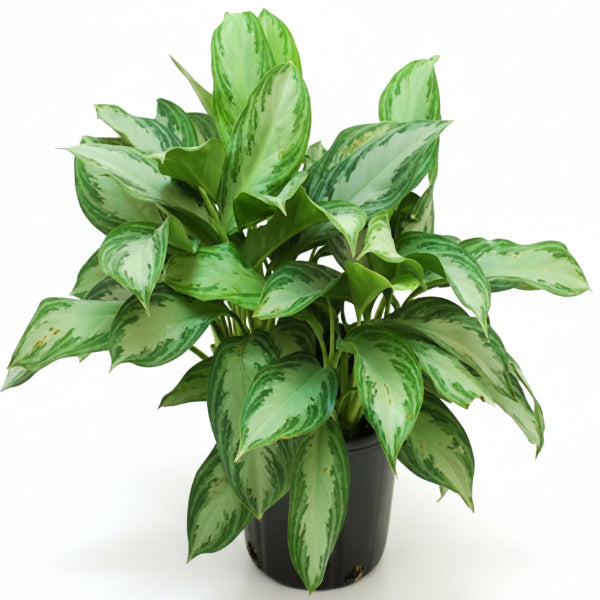 aglaonema silver bay vs silver queen Aglaonema Silver Queen, Chinese Evergreen Plant
