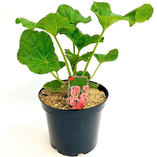 Hollyhocks Flower Plant, Alcea - www.Greenie.ae Buy online Best and Healthy Plants and quality products guarantee in Dubai Plants Shop in Dubai Abu Dhabi all over UAE Plants near me Fresh Plants in Dubai where to buy plants in UAE - Greenie.ae