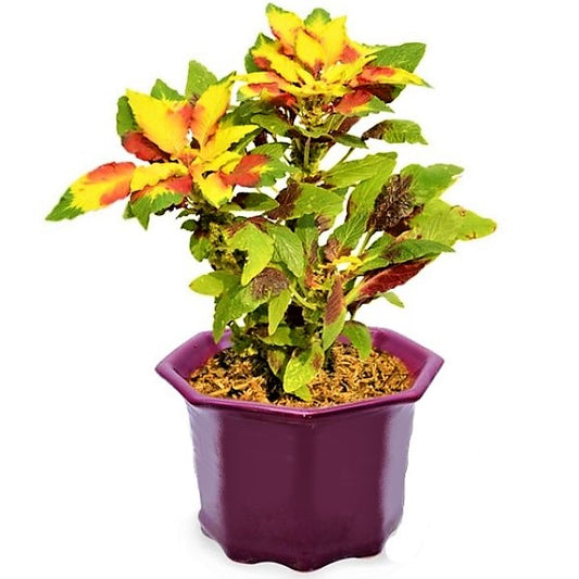Amaranthus Tricolor - www.Greenie.ae Buy online Best and Healthy Plants and quality products guarantee in Dubai Plants Shop in Dubai Abu Dhabi all over UAE Plants near me Fresh Plants in Dubai where to buy plants in UAE - Greenie.ae