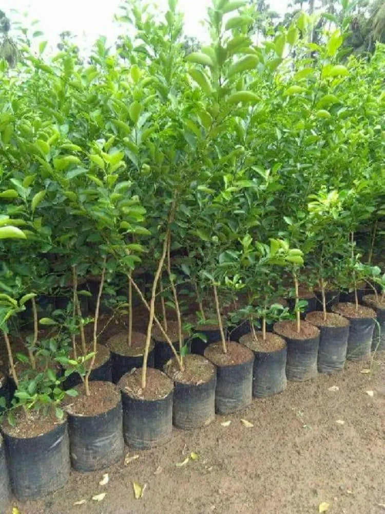 Mandarin Plant - www.Greenie.ae Buy online Best and Healthy Plants and quality products guarantee in Dubai Plants Shop in Dubai Abu Dhabi all over UAE Plants near me Fresh Plants in Dubai where to buy plants in UAE - Greenie.ae