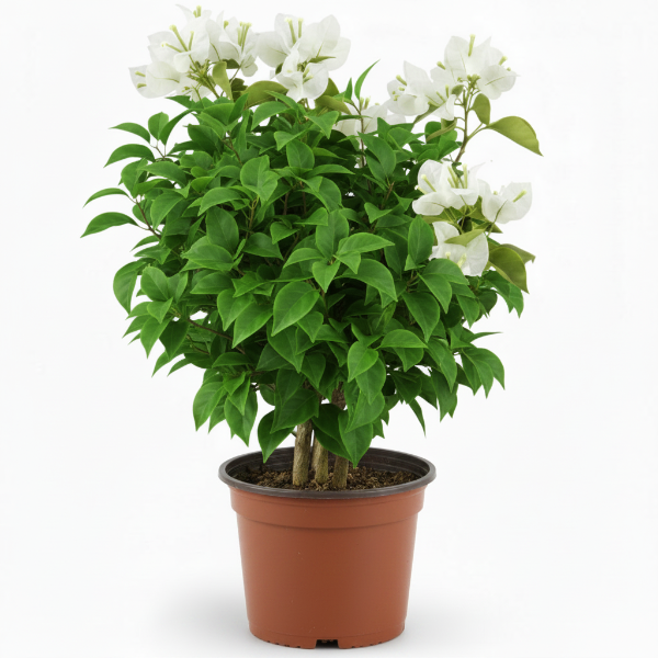 Bougainvillea Glabra White