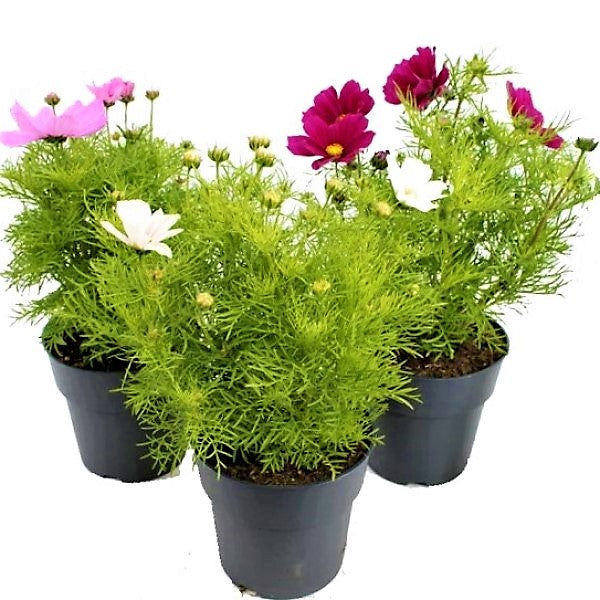 Cosmos Flowering Plant - www.Greenie.ae Buy online Best and Healthy Plants and quality products guarantee in Dubai Plants Shop in Dubai Abu Dhabi all over UAE Plants near me Fresh Plants in Dubai where to buy plants in UAE - Greenie.ae