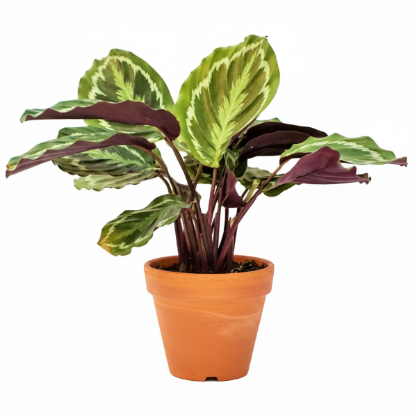 Calathea, Peacock Plant - www.Greenie.ae Buy online Best and Healthy Plants and quality products guarantee in Dubai Plants Shop in Dubai Abu Dhabi all over UAE Plants near me Fresh Plants in Dubai where to buy plants in UAE - Greenie.ae