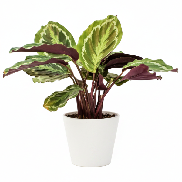 Calathea Medallion, Peacock Plant