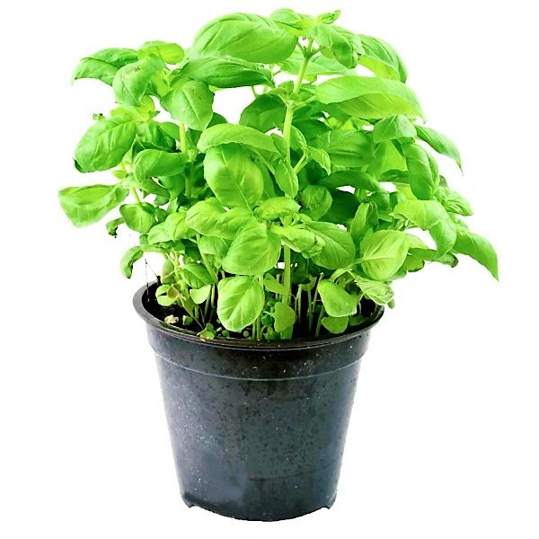 Ocimum Basilicum, Sweet Basil, Sweet Genovese - www.Greenie.ae Buy online Best and Healthy Plants and quality products guarantee in Dubai Plants Shop in Dubai Abu Dhabi all over UAE Plants near me Fresh Plants in Dubai where to buy plants in UAE - Greenie.ae