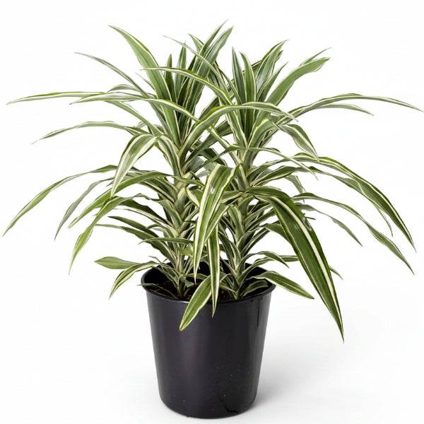 Dracaena Deremensis, Warneckii small - www.Greenie.ae Buy online Best and Healthy Plants and quality products guarantee in Dubai Plants Shop in Dubai Abu Dhabi all over UAE Plants near me Fresh Plants in Dubai where to buy plants in UAE - Greenie.ae