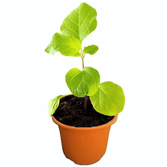 Egg Plant, Solanum Melongena - www.Greenie.ae Buy online Best and Healthy Plants and quality products guarantee in Dubai Plants Shop in Dubai Abu Dhabi all over UAE Plants near me Fresh Plants in Dubai where to buy plants in UAE - Greenie.ae