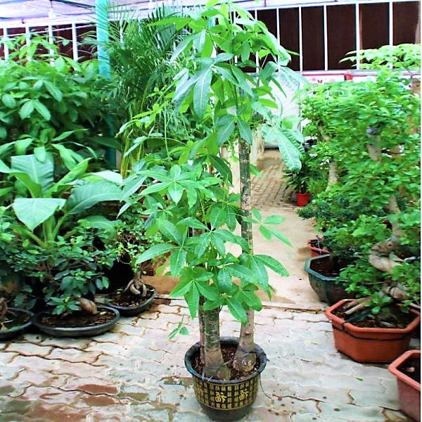 Pachira aquatica, Money Tree, Triple Trunk - www.Greenie.ae Buy online Best and Healthy Plants and quality products guarantee in Dubai Plants Shop in Dubai Abu Dhabi all over UAE Plants near me Fresh Plants in Dubai where to buy plants in UAE - Greenie.ae