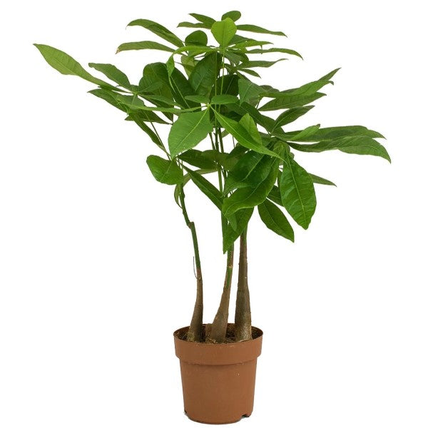 Pachira aquatica, Money Tree, Triple Trunk - www.Greenie.ae Buy online Best and Healthy Plants and quality products guarantee in Dubai Plants Shop in Dubai Abu Dhabi all over UAE Plants near me Fresh Plants in Dubai where to buy plants in UAE - Greenie.ae