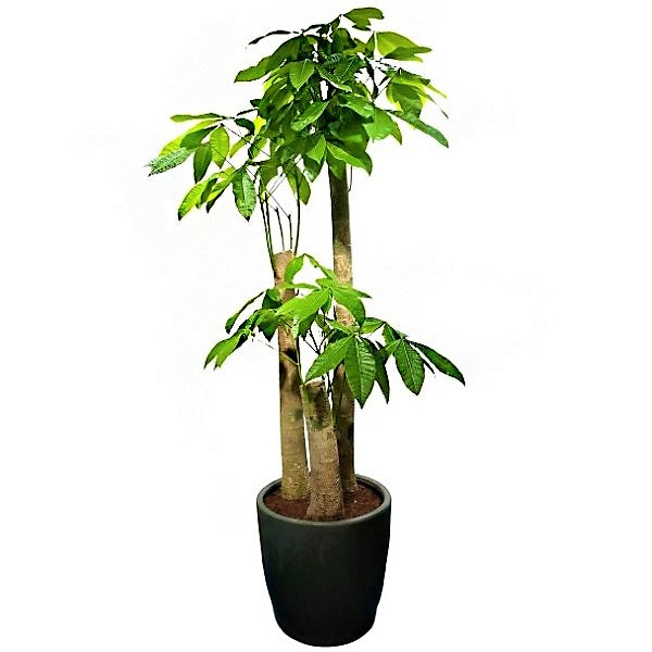 money tree dubai Pachira aquatica, Money Tree, Triple Trunk