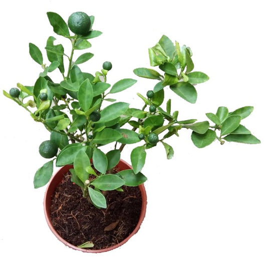 Citrus Aurantifolia, Citrus Omani - www.Greenie.ae Buy online Best and Healthy Plants and quality products guarantee in Dubai Plants Shop in Dubai Abu Dhabi all over UAE Plants near me Fresh Plants in Dubai where to buy plants in UAE - Greenie.ae